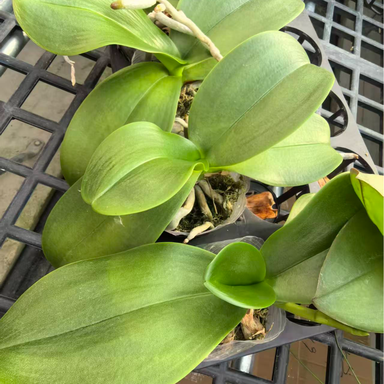 蝴蝶兰花苗盆栽带花剑室内花卉四季开花好养活