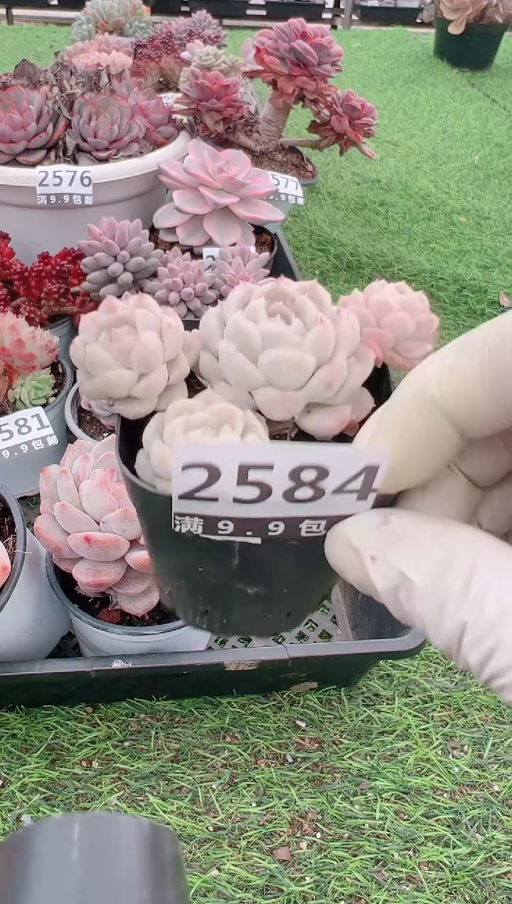 【闪购商品】信福多肉一物一拍