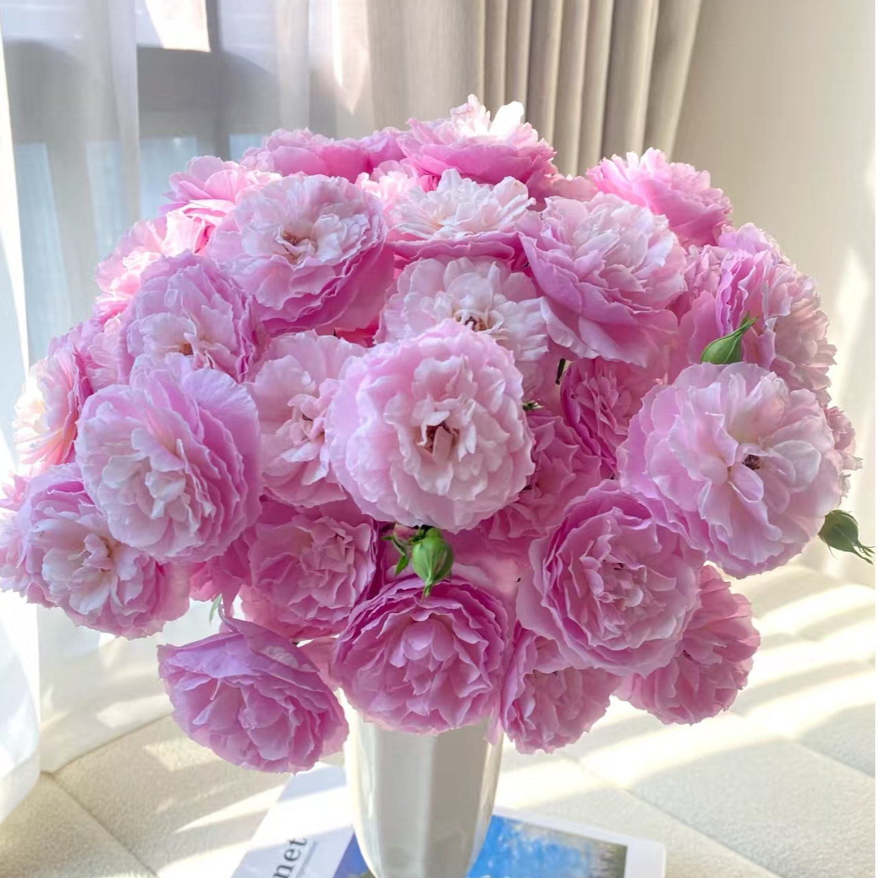 【独鬏鬏优选】A级鲜花 [白桃果冻] 多头玫瑰 瓶插装饰鲜活采摘配送