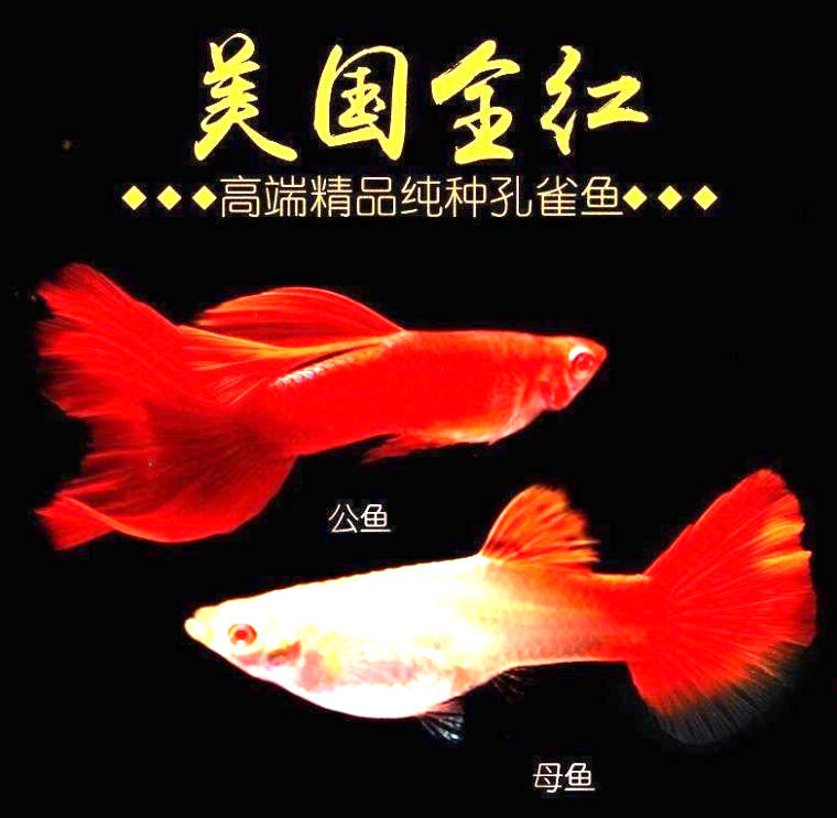 精品美国全红孔雀鱼