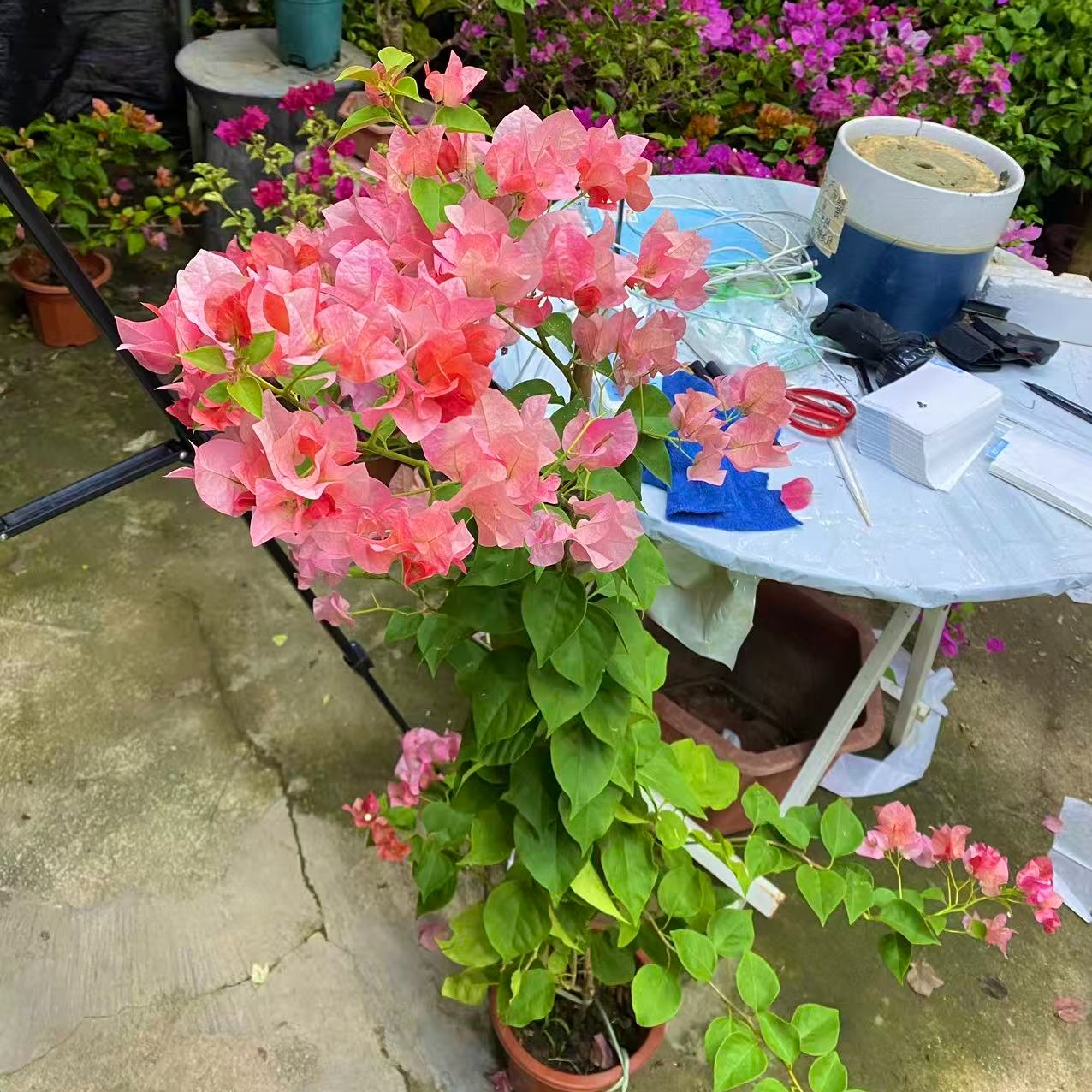 高飘[不甜西瓜]三角梅勤花品种阳台植物鲜活植物掉花掉叶不售后