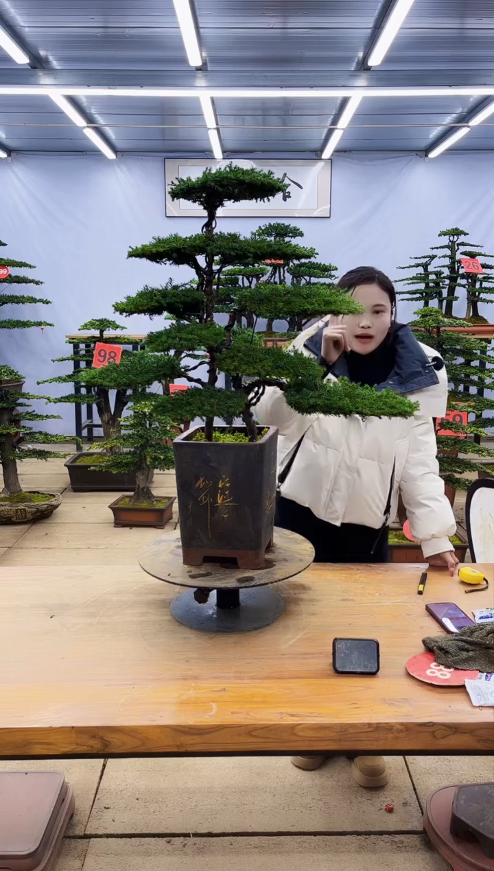 【闪购商品】高端盆景一物一拍，所见即所得