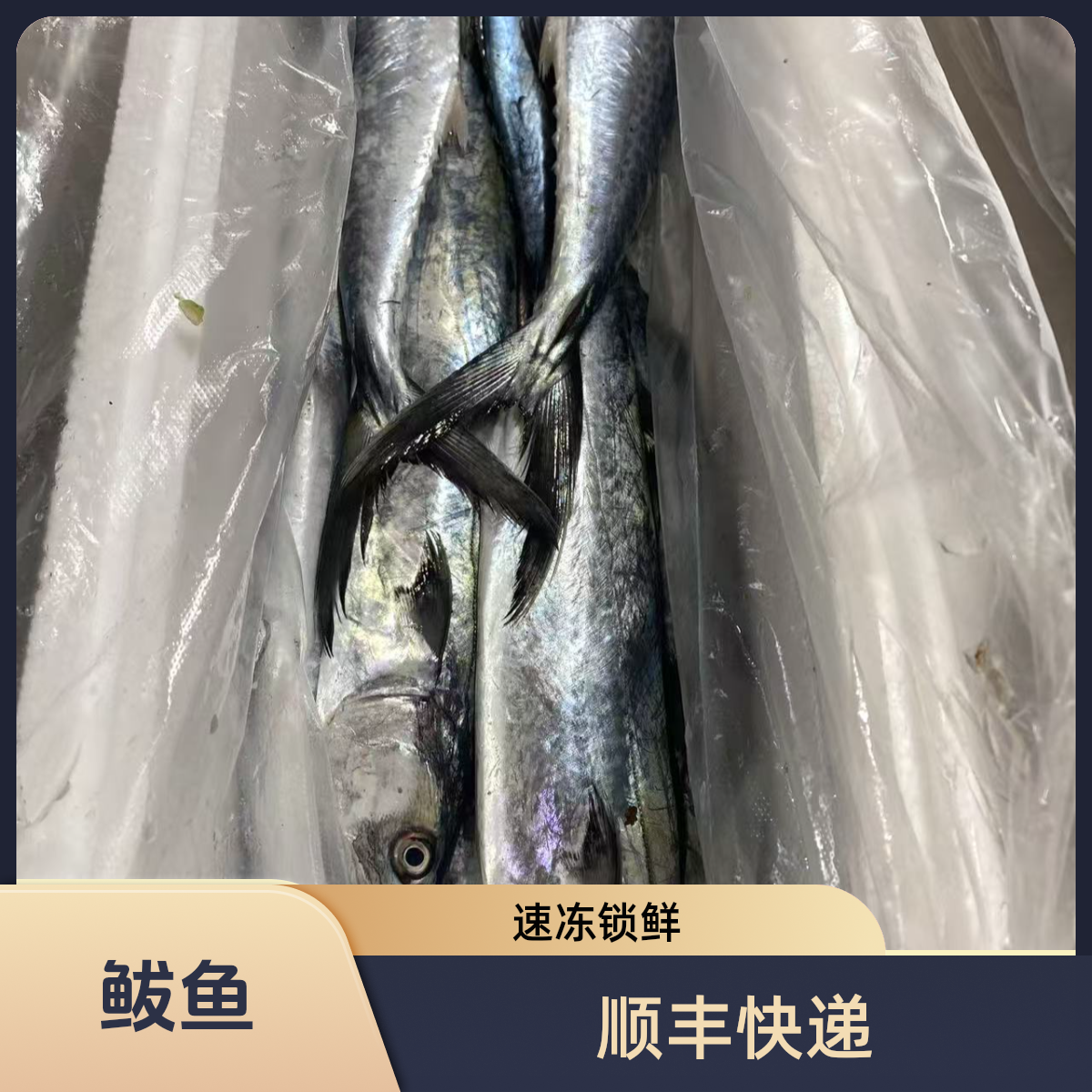 鲅鱼蓝点马鲛鱼 加冰速冻发顺丰 鱼肚较软易破 介意勿拍