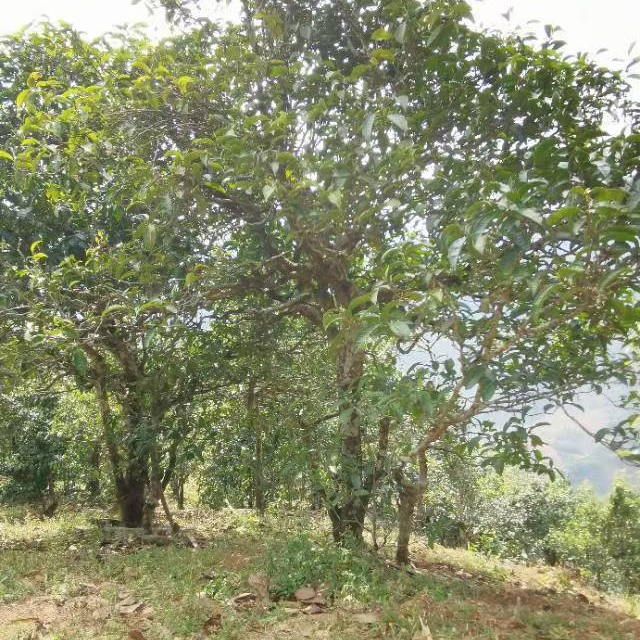 无名古树纯料普洱茶陈香蜜韵霸气清凉