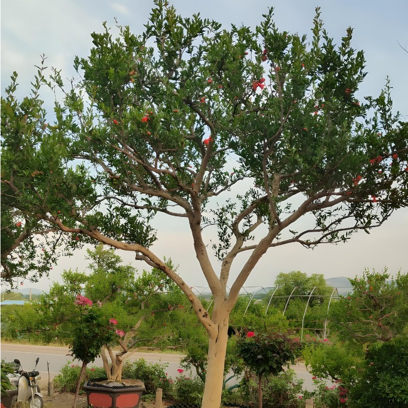 庭院绿植突尼斯软籽绿植一物一拍