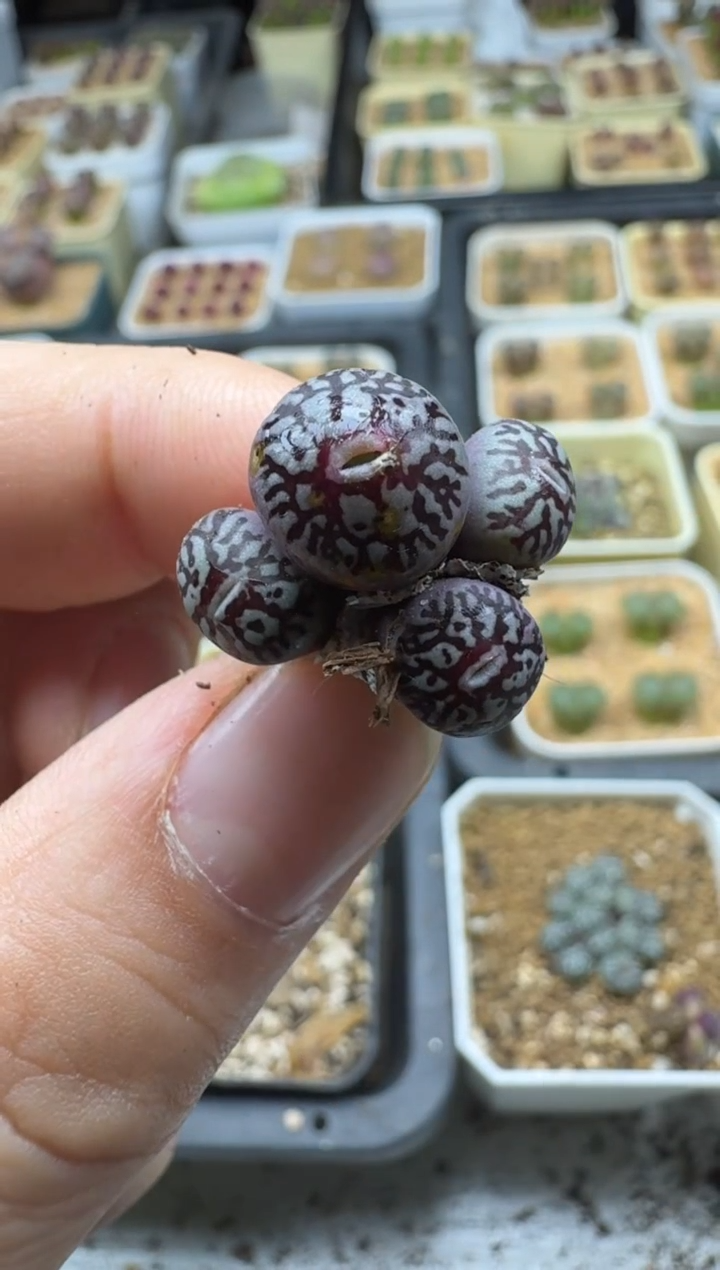 【闪购商品】17-290