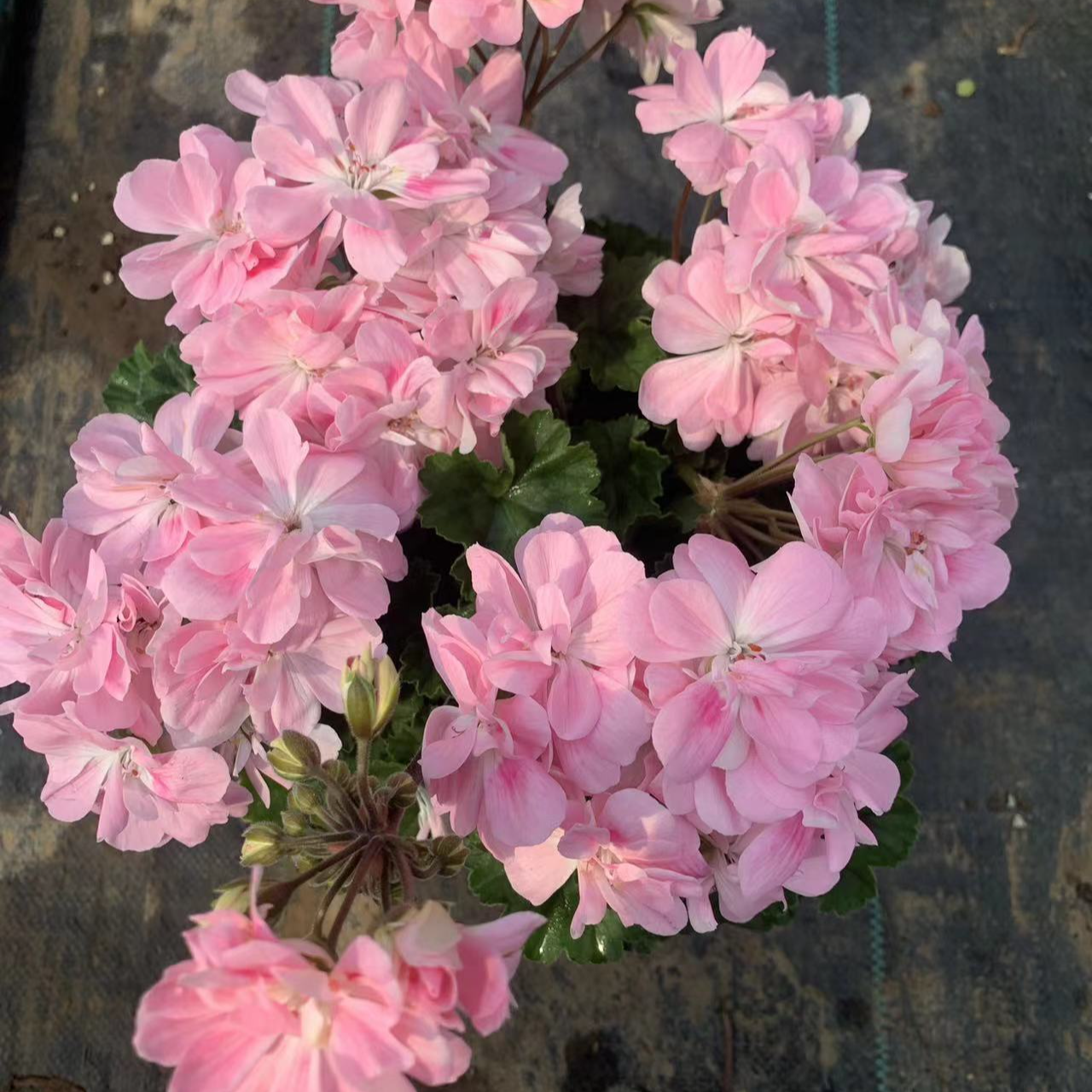 兽系列天竺葵楼兰