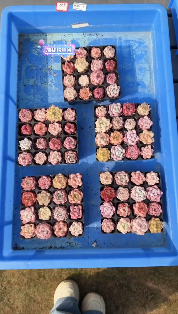 东云多肉园新款-13（其中一份）