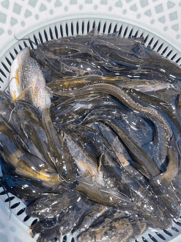 原生溪流河杂鱼，多品种鱼类