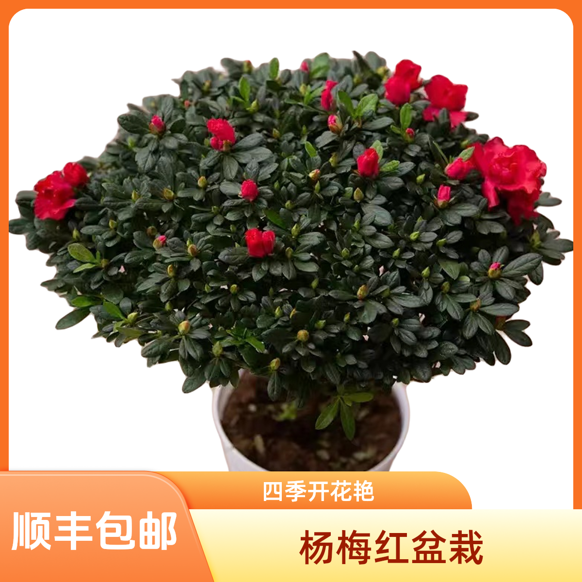 杨梅红红宝石杜鹃花盆栽四季开花室内室外阳台花卉绿植盆景五年苗