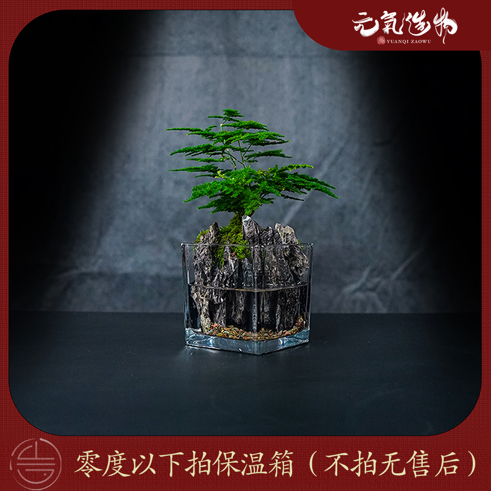 【店铺直销】云-竹—云竹绿植造景成品真植物【尺寸：8*8】