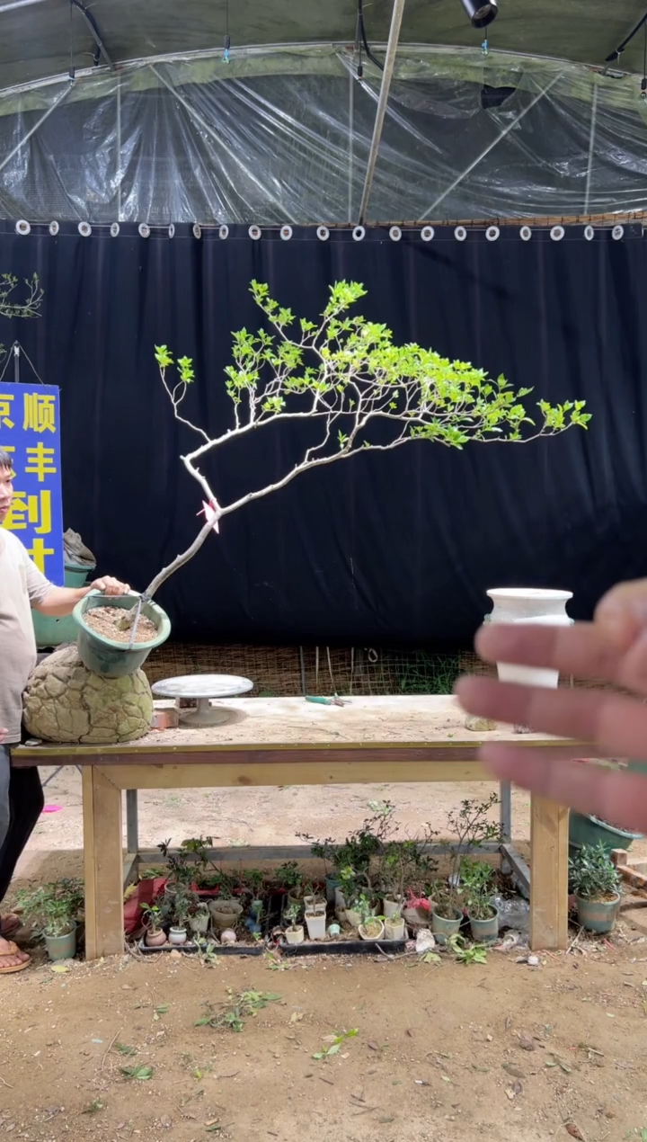 当前无花栽培后可以开花用****7海岛栀子花