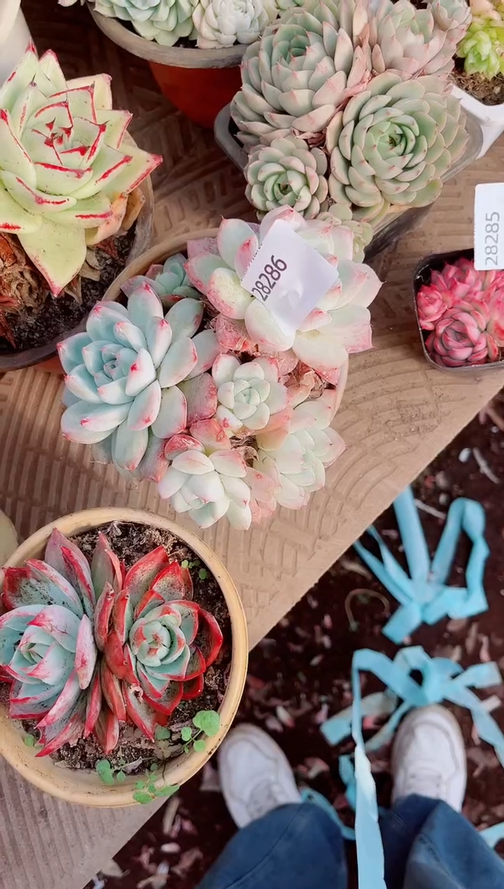 小**?跃跃精品多肉28286