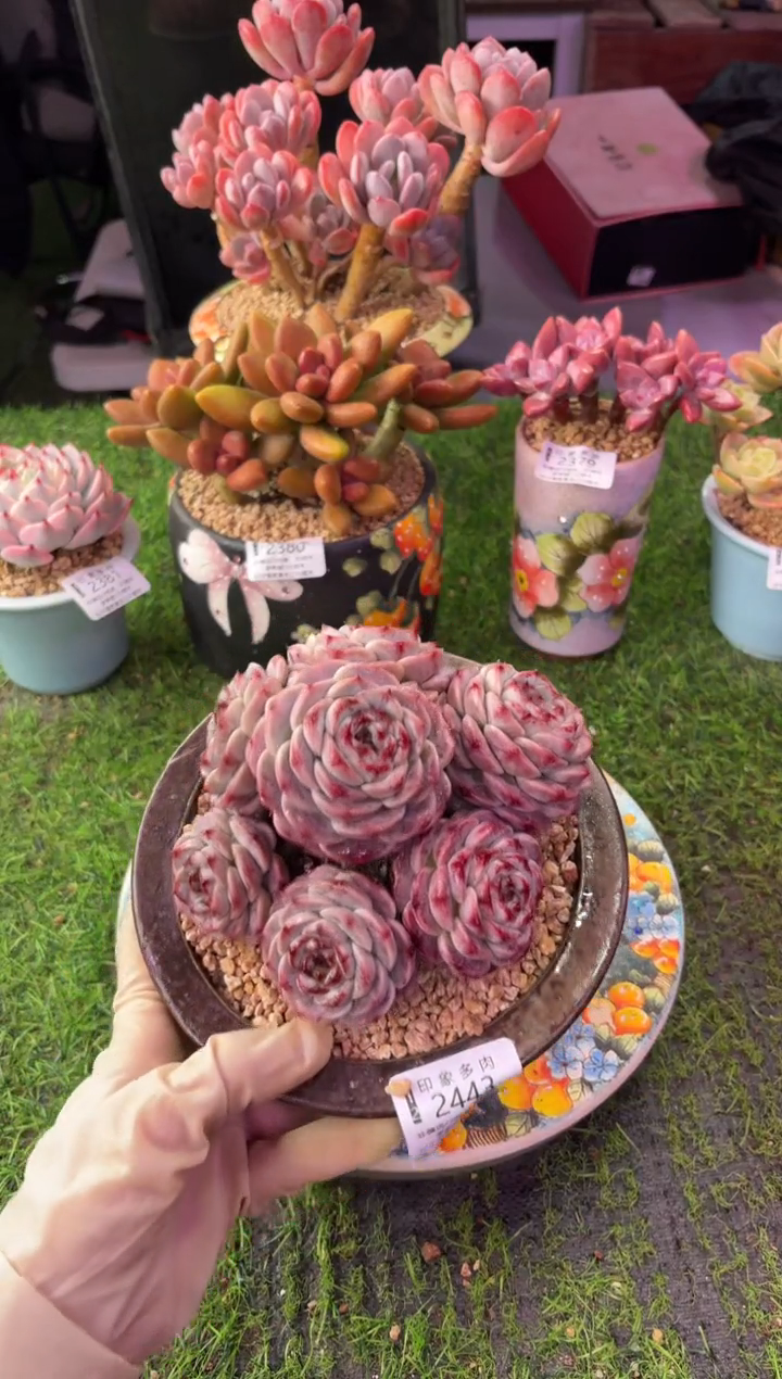 昆明印象多肉2443