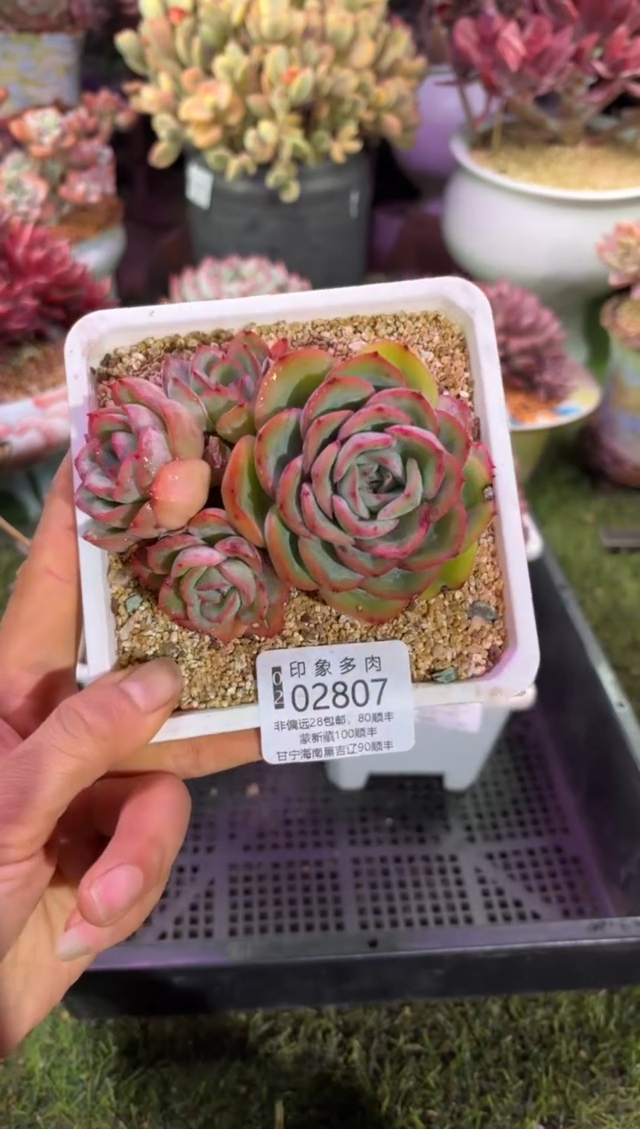 【闪购商品】02807