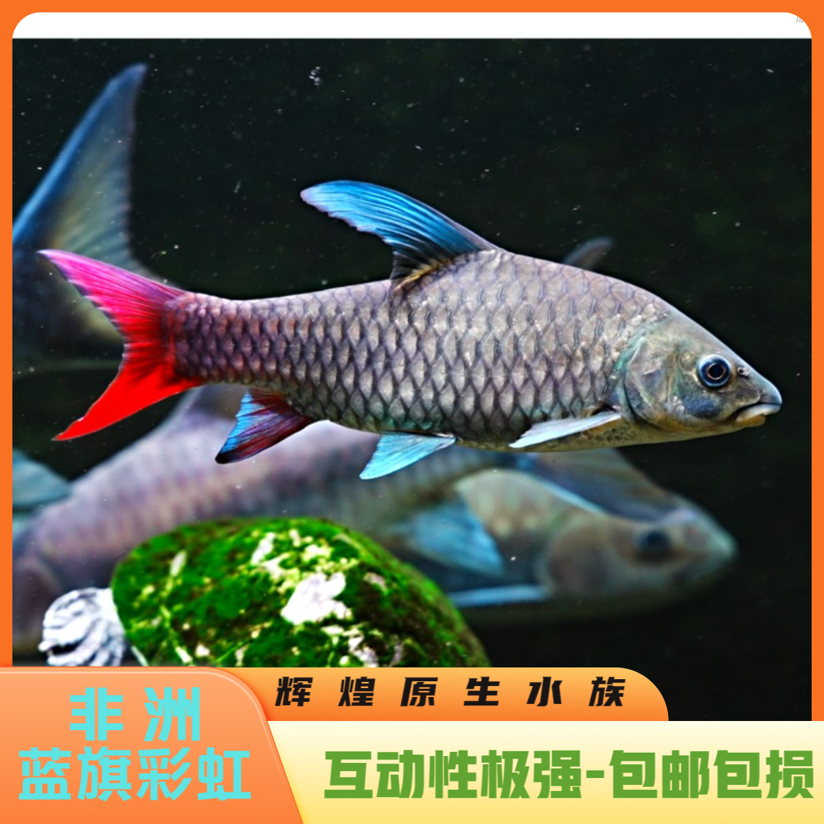 坦桑尼亚 非洲进口 蓝鳍彩虹吉罗 红尾蓝鳍#原生观赏鱼