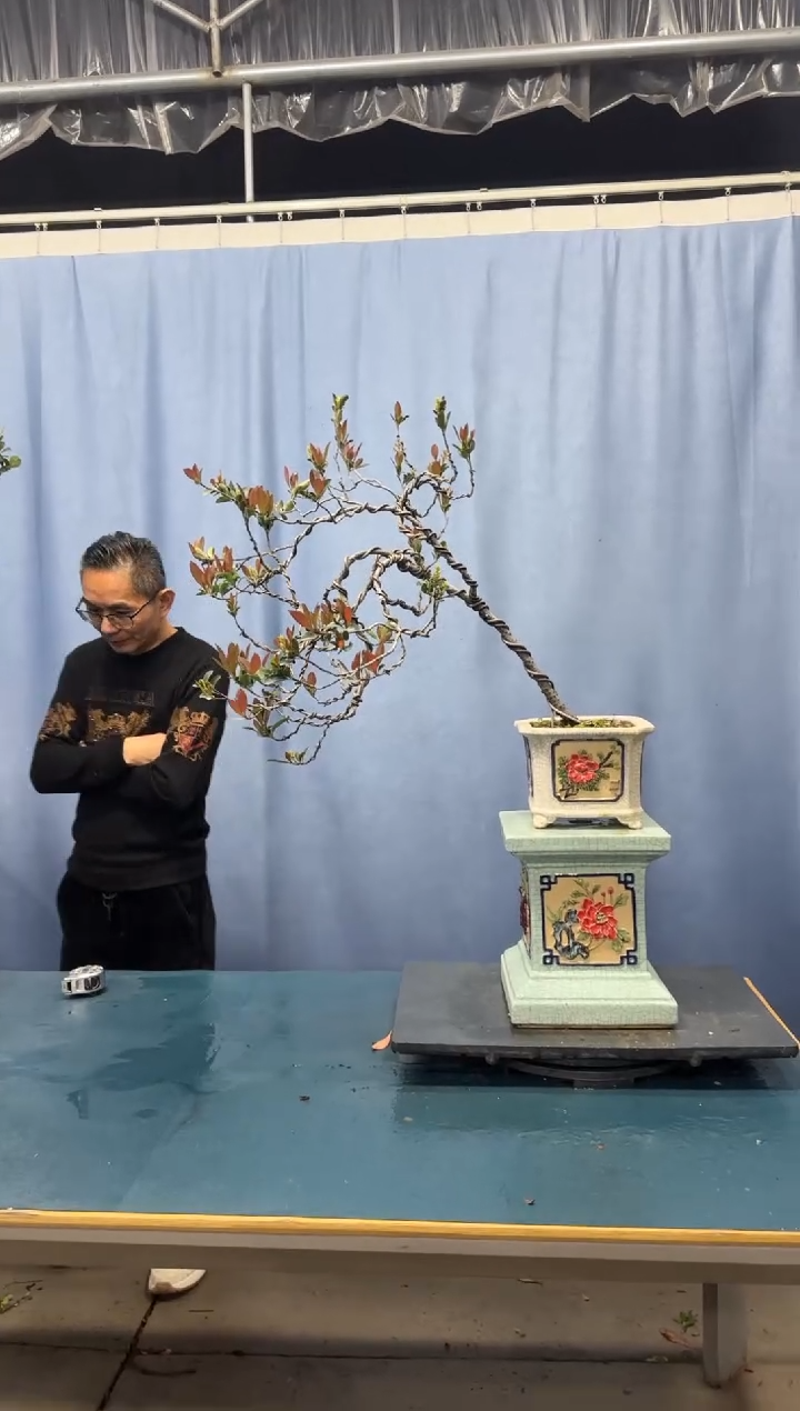 【闪购商品】盆景春花