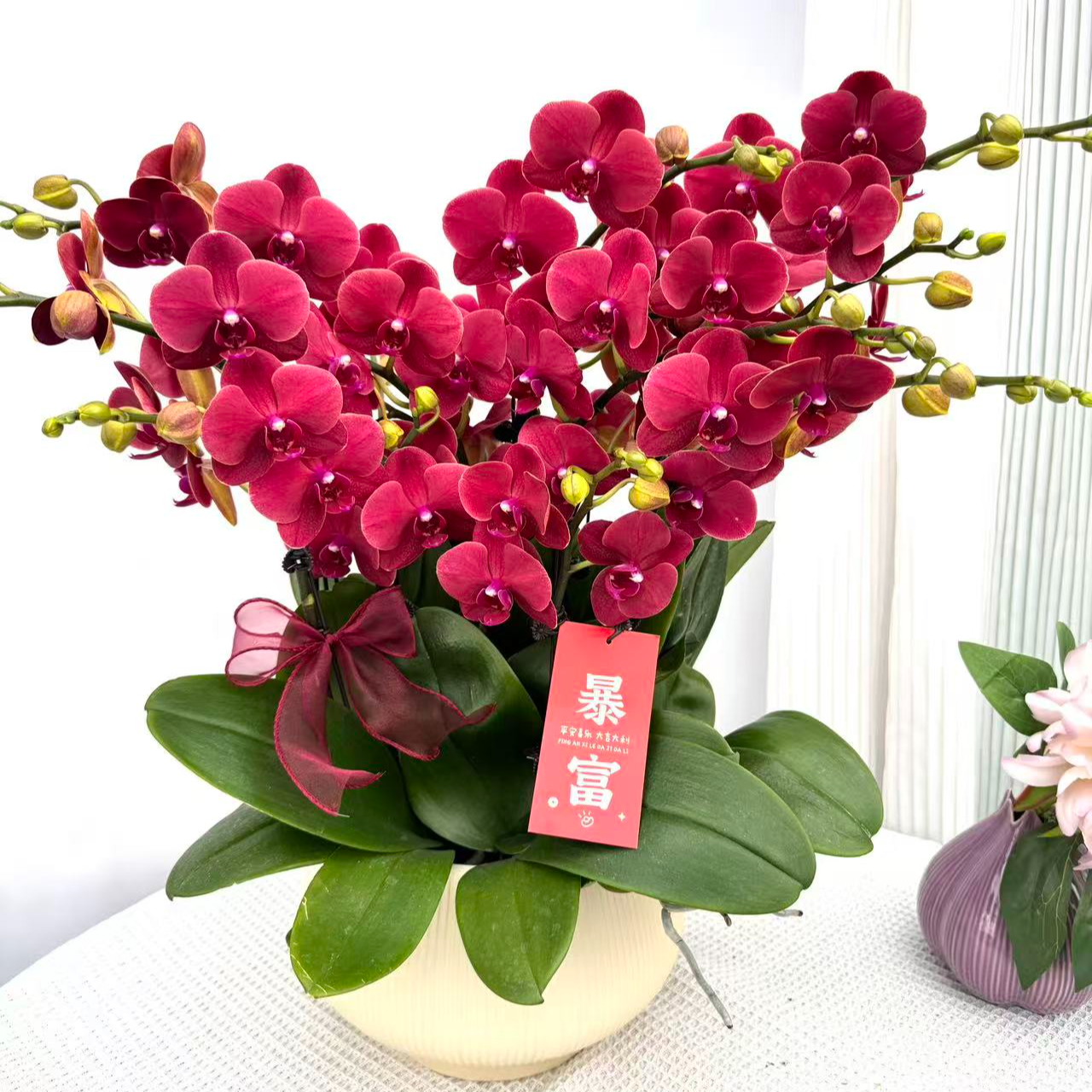 稀有高货《红金桔》正红色系稀有品种 带花带苞 送人送礼 基地直发