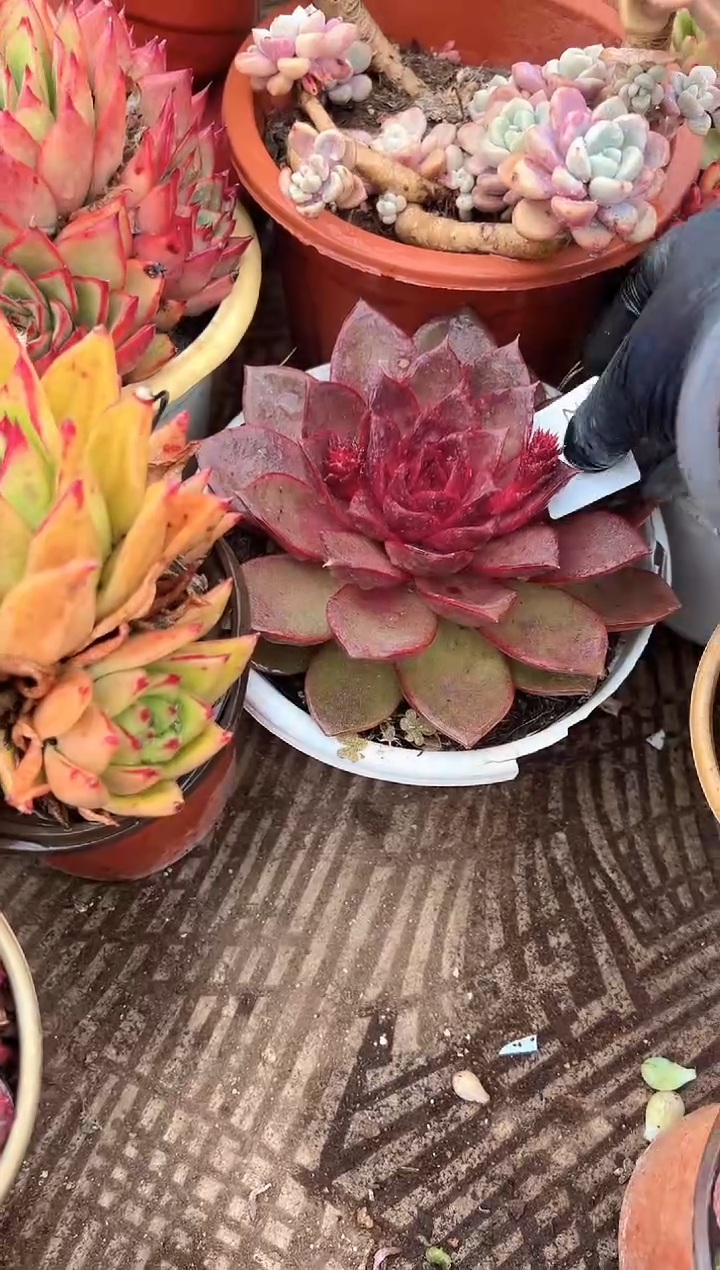 四*多肉植物一物一拍23278
