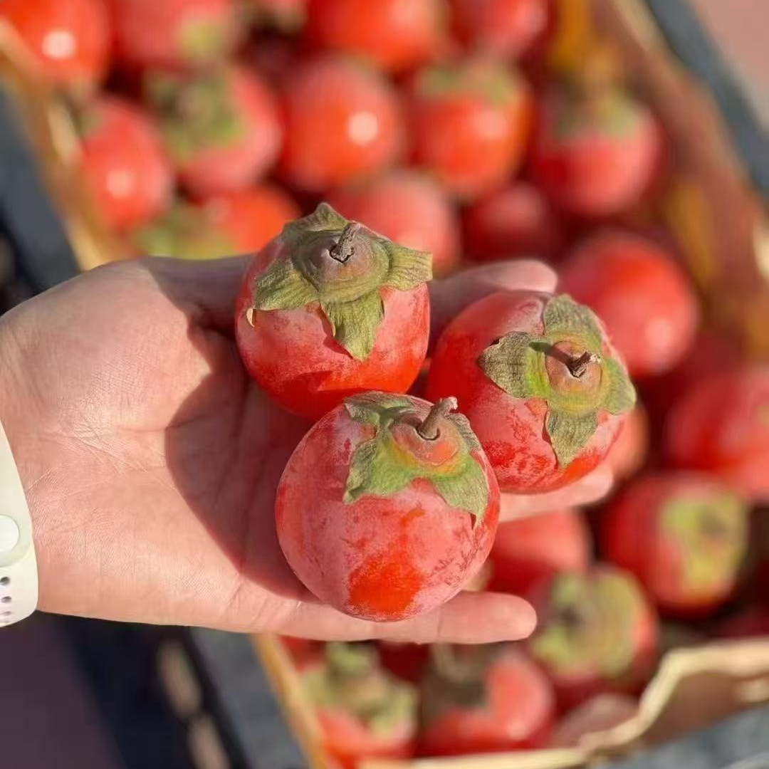 流心吊柿 净重约4斤