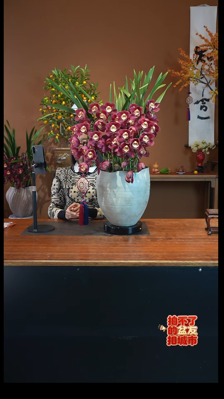 全部花朵紫岚盆景盆景