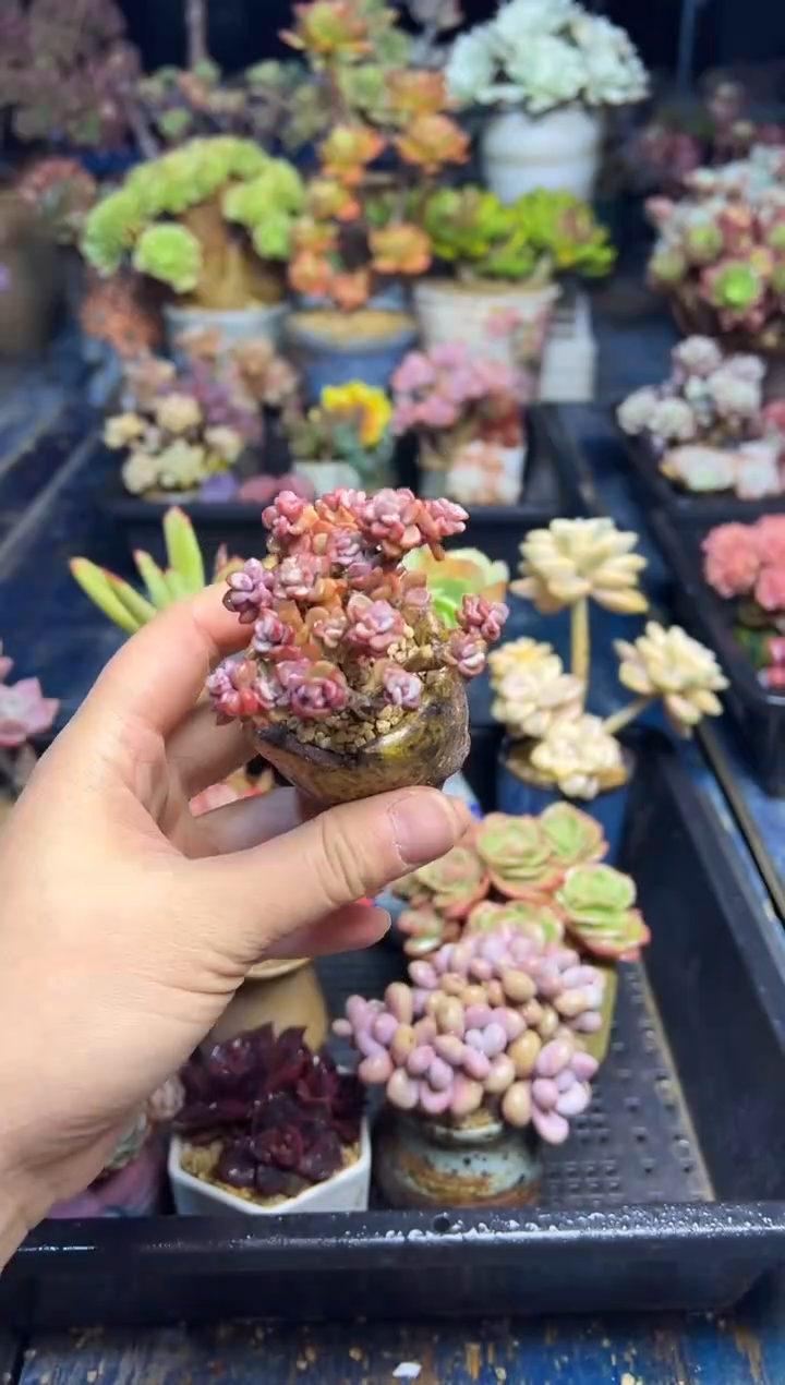 花*子219            不带盆