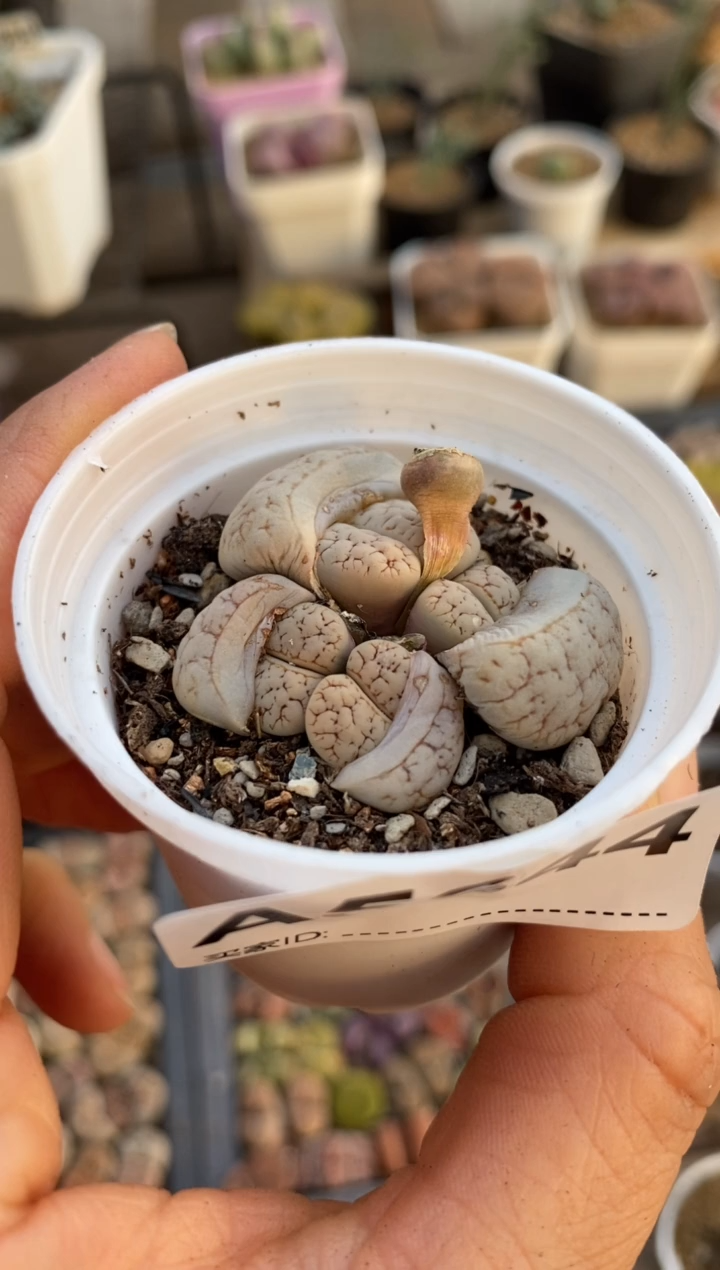 【闪购商品】5644直播一物一拍