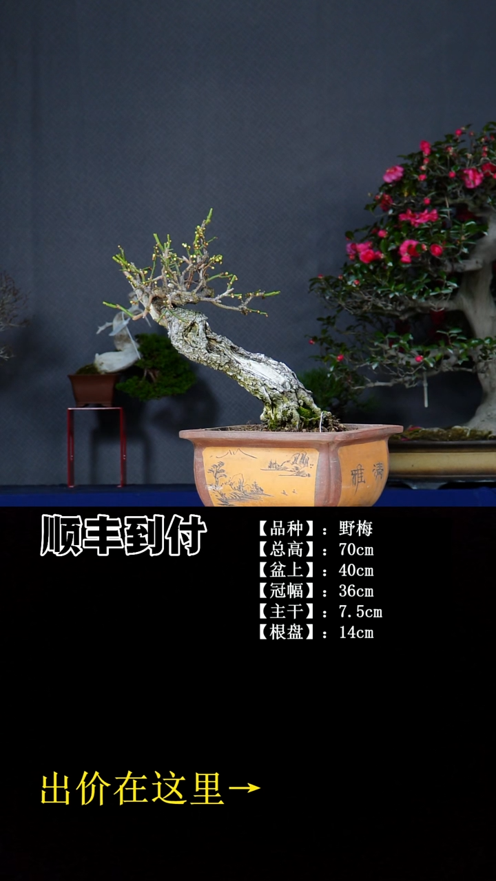 无花朵野梅 不包邮