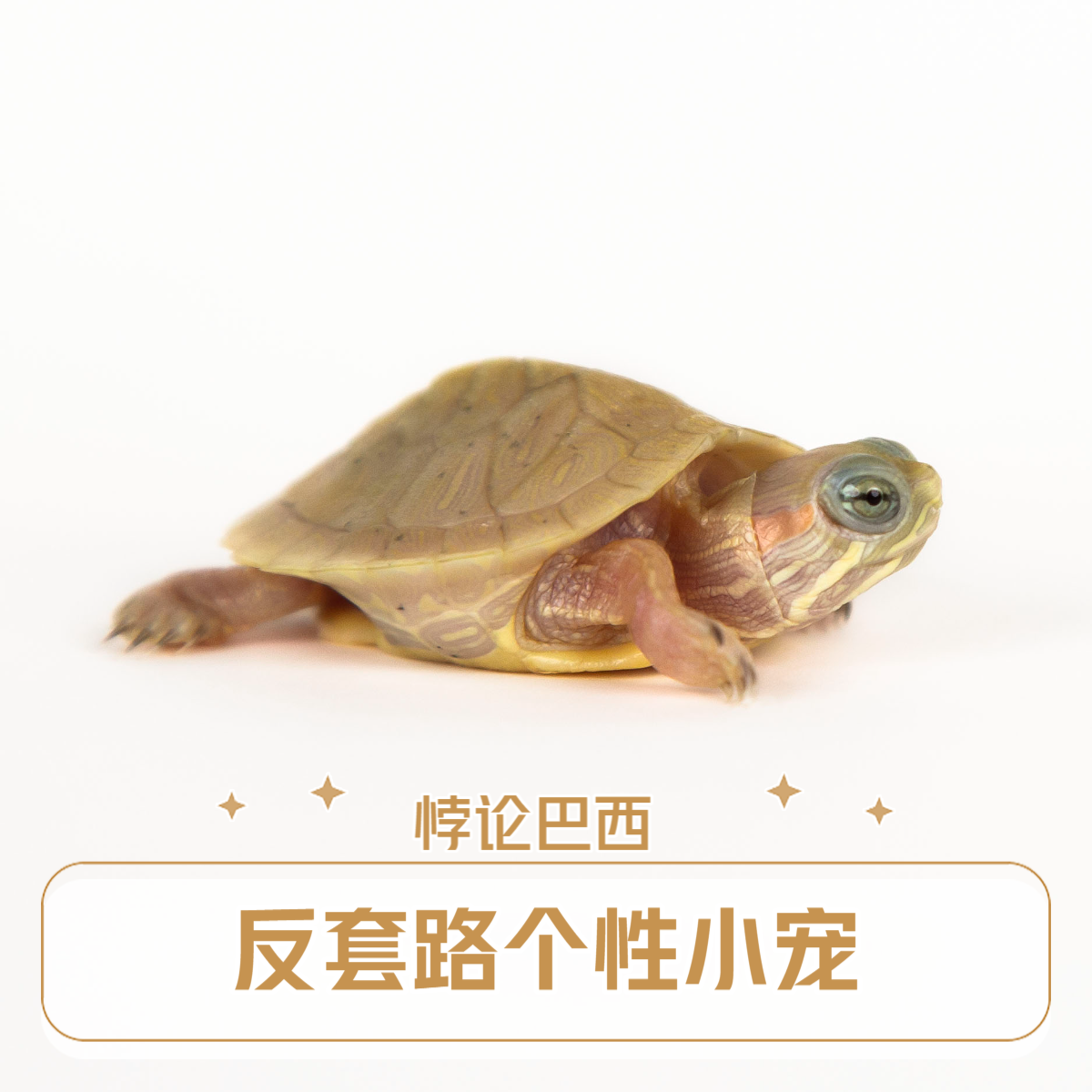 悖论龟 纹路谜题 背甲藏着“矛盾美学”的反套路个性小宠