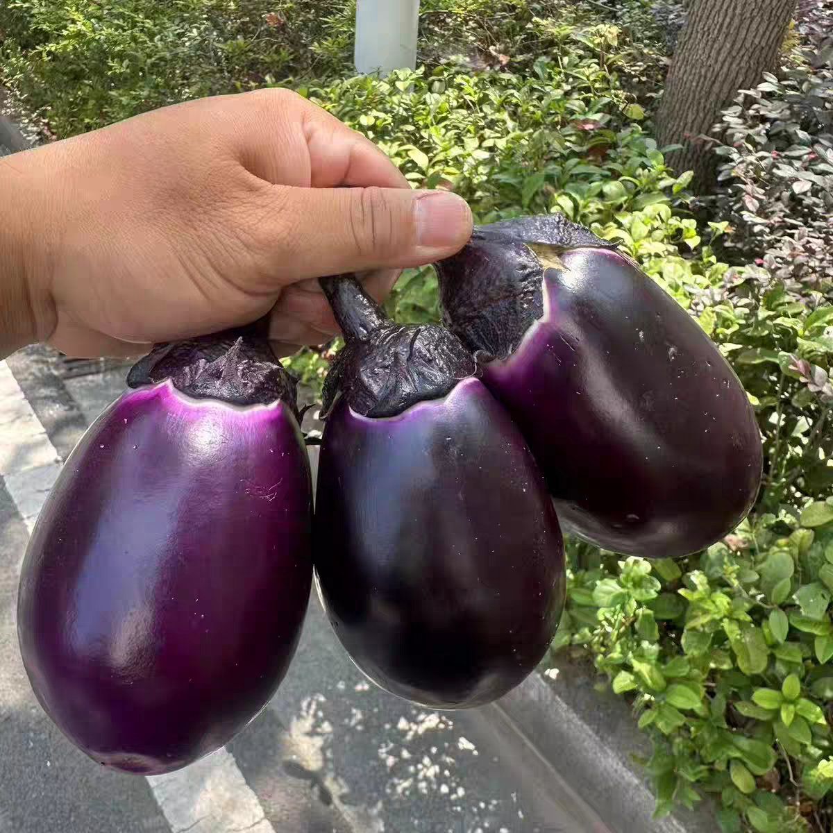 新鲜椭圆紫皮圆茄子当季蔬菜农家现摘现发软糯清甜紫茄子
