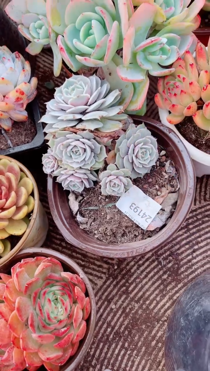 伊***哟跃跃精品多肉24193