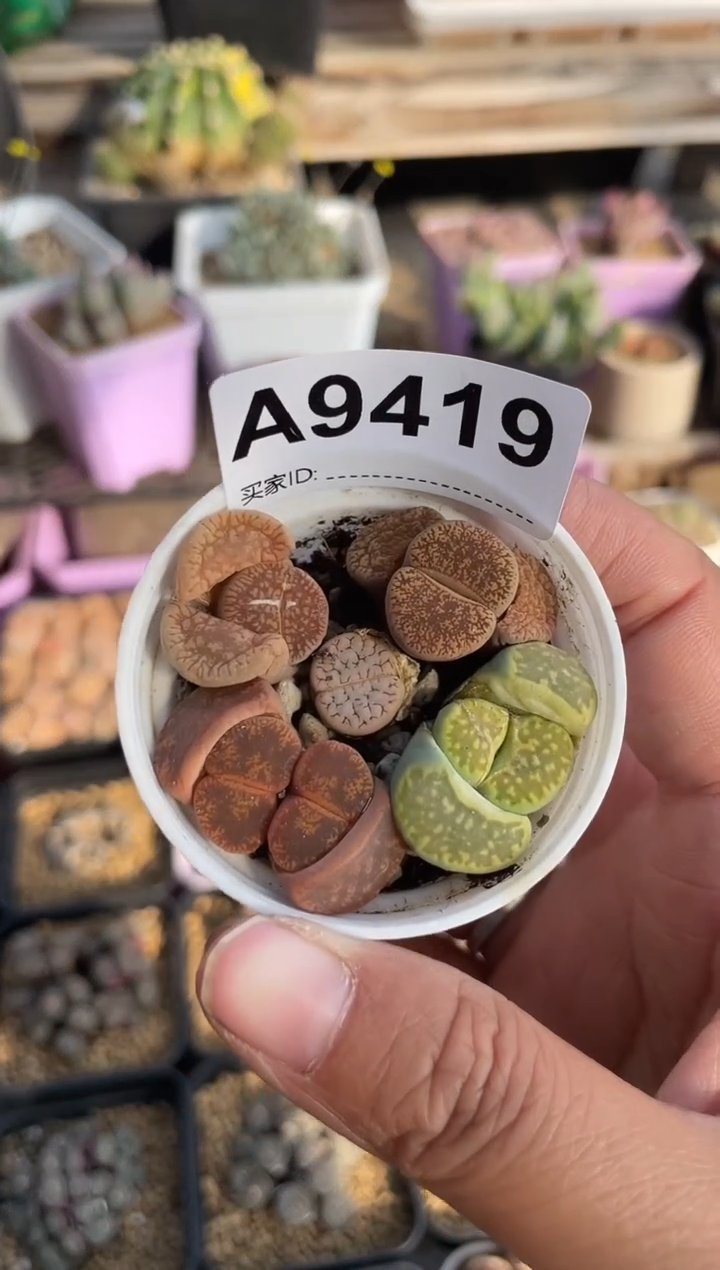 【闪购商品】9419直播一物一拍