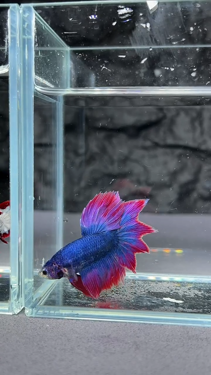 海水鱼竞拍链接A043