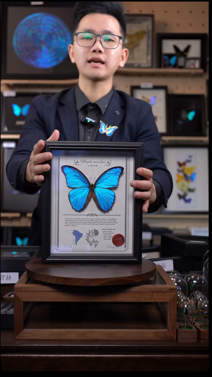 大蓝闪蝶豪华版10寸欧式框（带证书）
