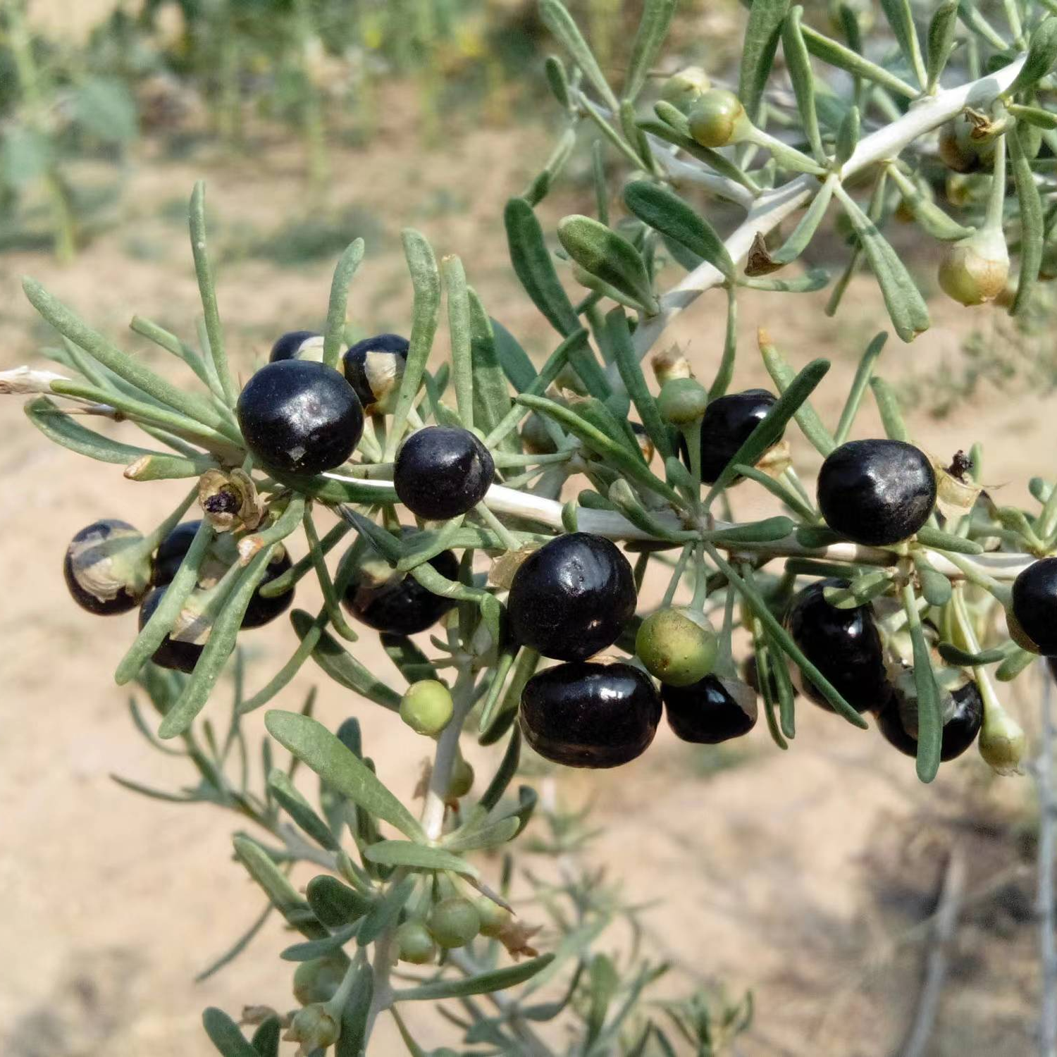 黑枸杞绿植盆栽树桩绿植育养熟桩带盆发货