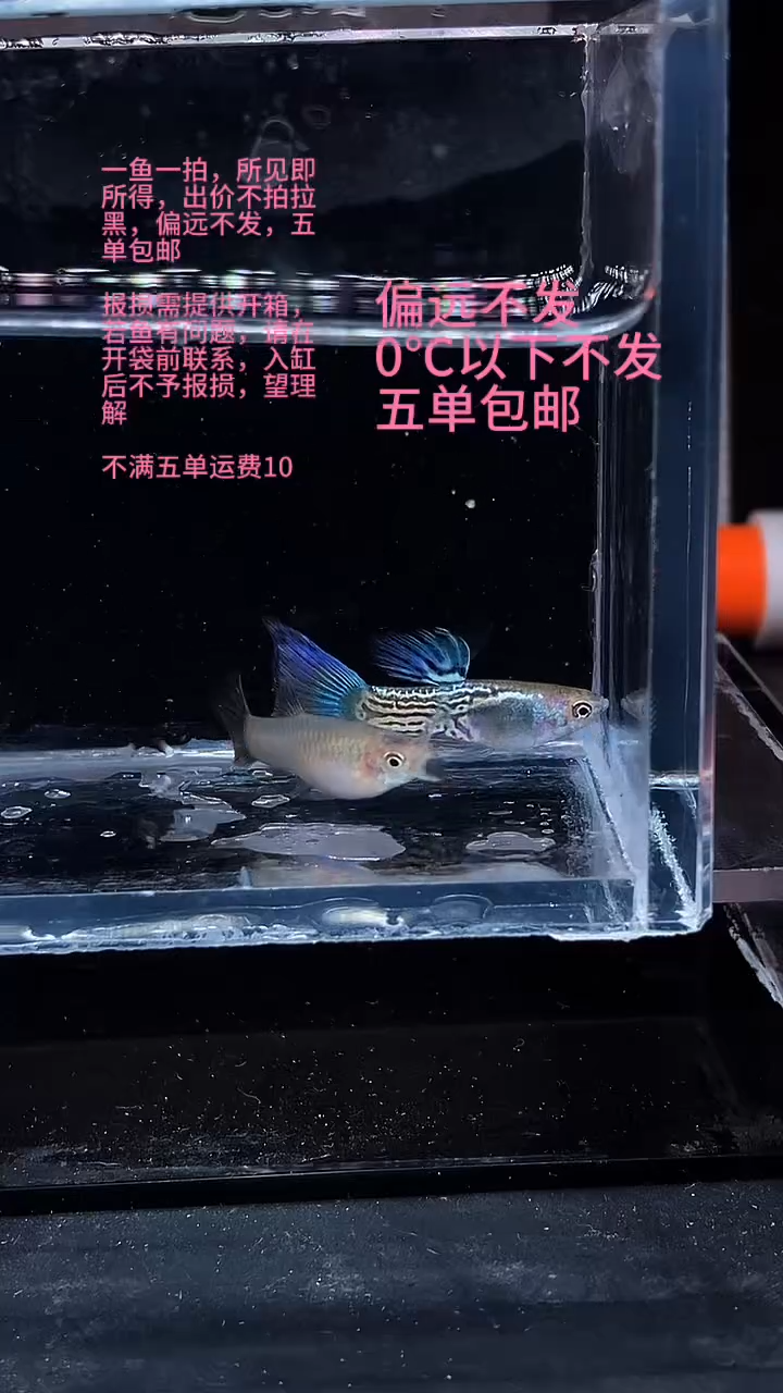 孔雀鱼孔雀鱼 21