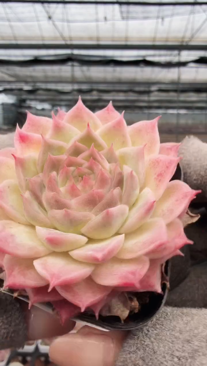 东云多肉园新款-303