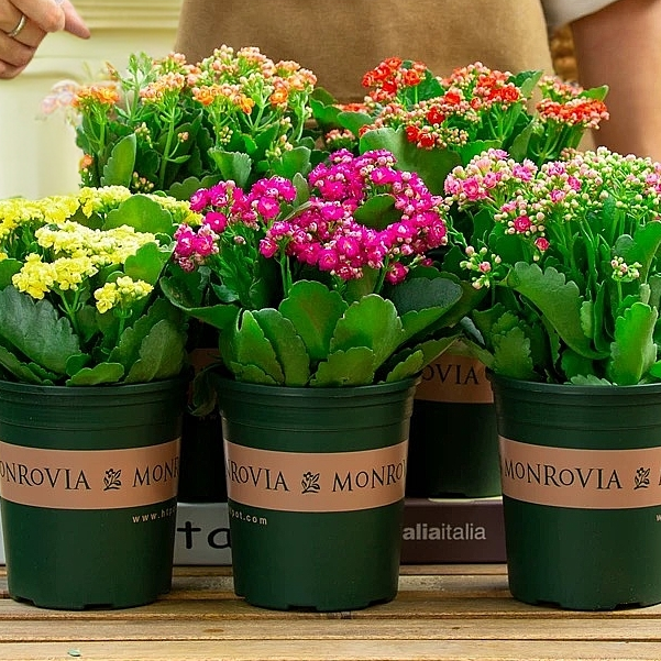 长寿花精品随机色带盆带花苞未开花