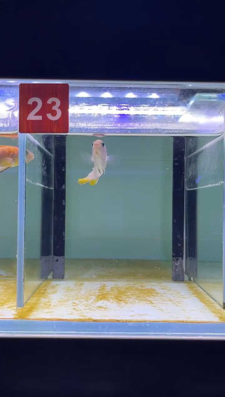 海水三湖慈鲷人工