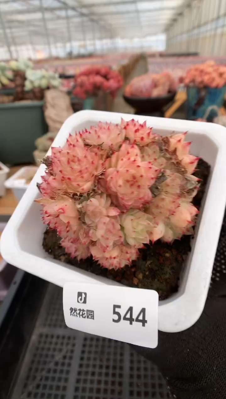 【闪购商品】544麦秆一物一拍