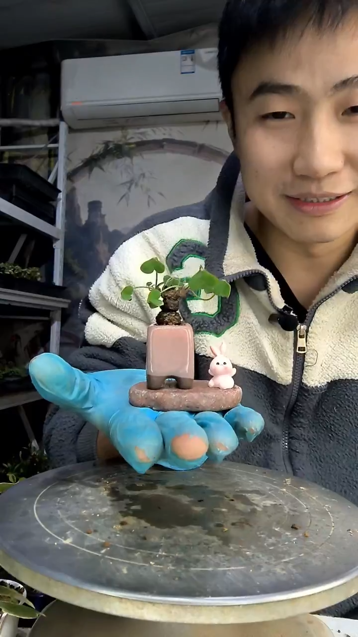 —****复中青园艺一物一拍花255