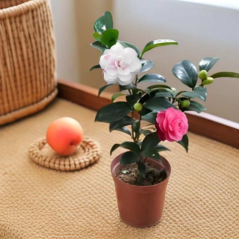 一树多色白底乔伊山茶花绿植名贵花卉盆栽苗室内阳台盆栽庭院好养