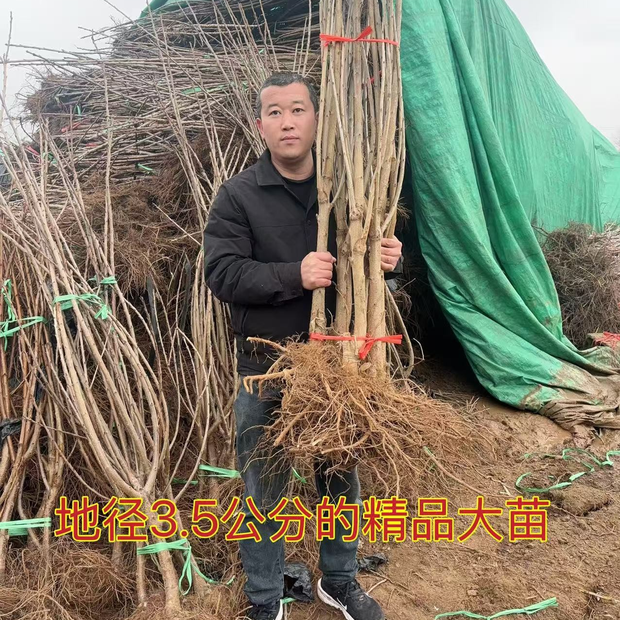车厘子树苗大樱桃苗黑珍珠桑提娜盆栽地栽南北方种植果树苗商品图
