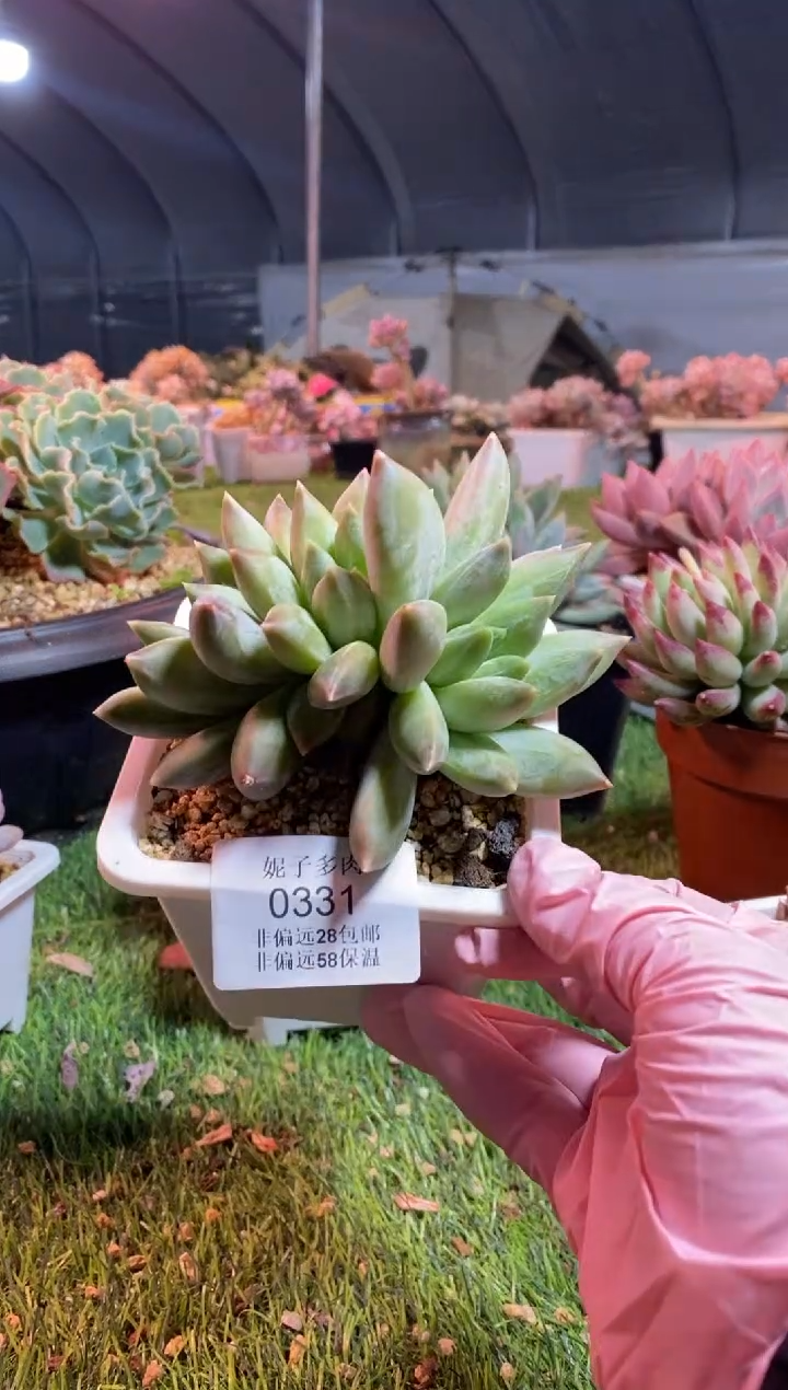 【闪购商品】0331a