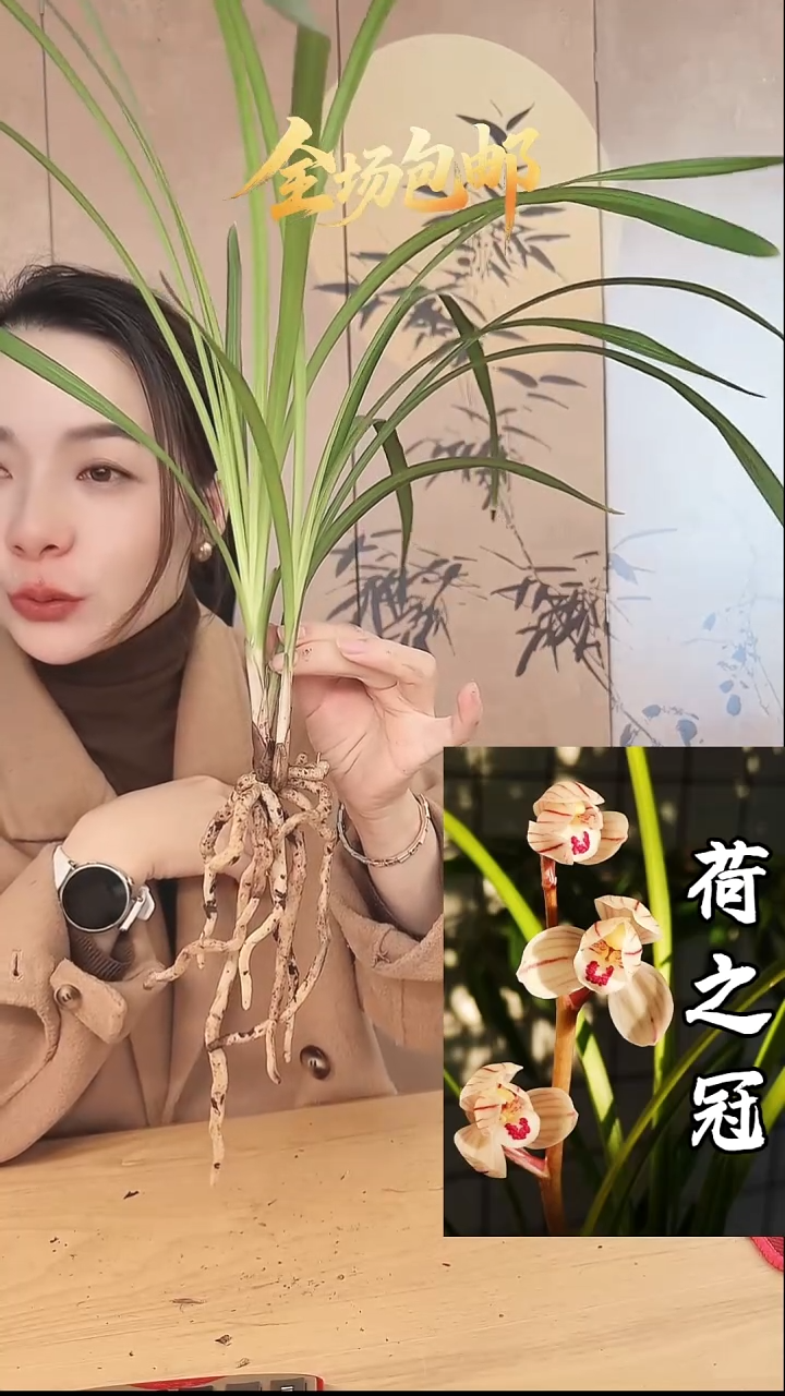 当前无花栽培后可以开花：荷之冠
