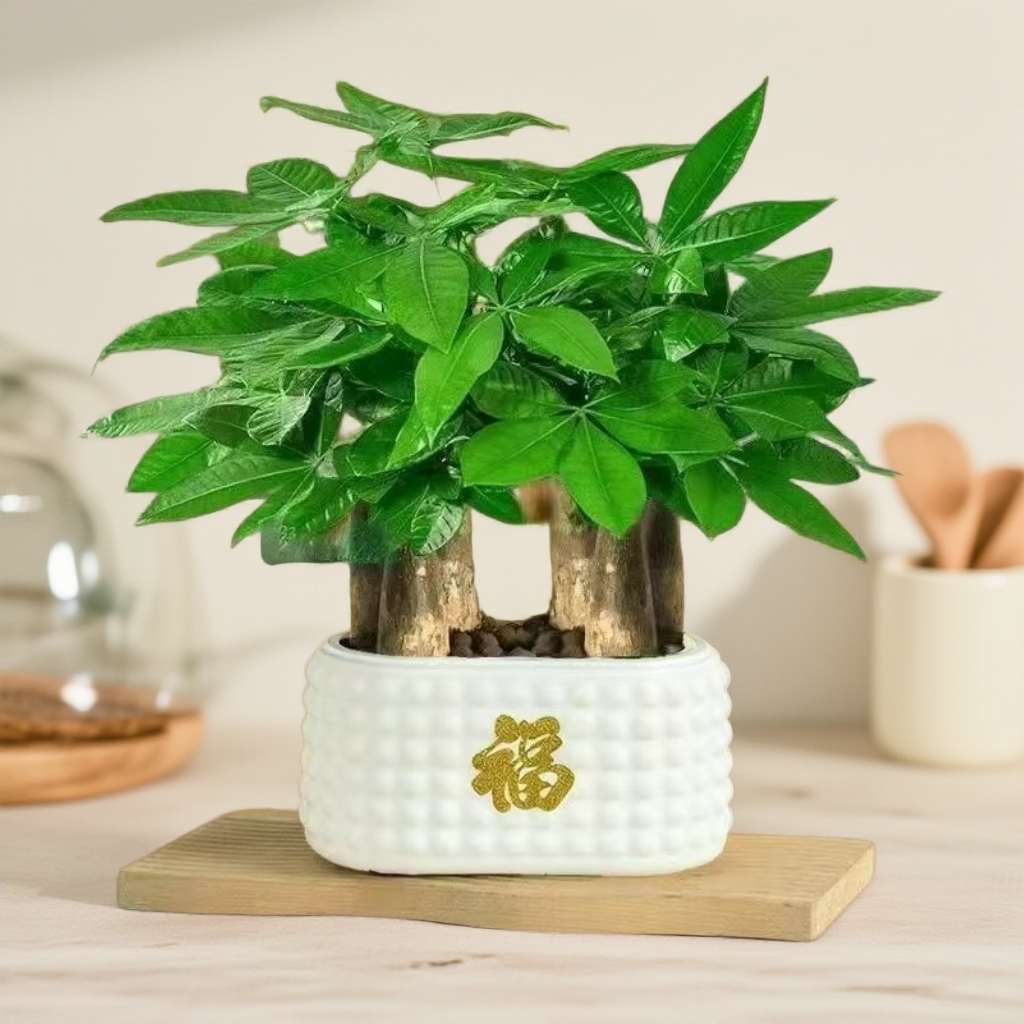 PY   6杆发财树盆栽易活植物室内客厅小盆景四季常青内盆栽花卉
