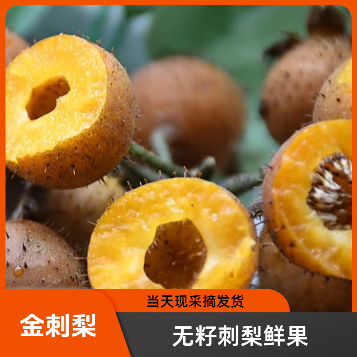 贵州无籽金刺梨鲜果.现摘先发货维C鲜果