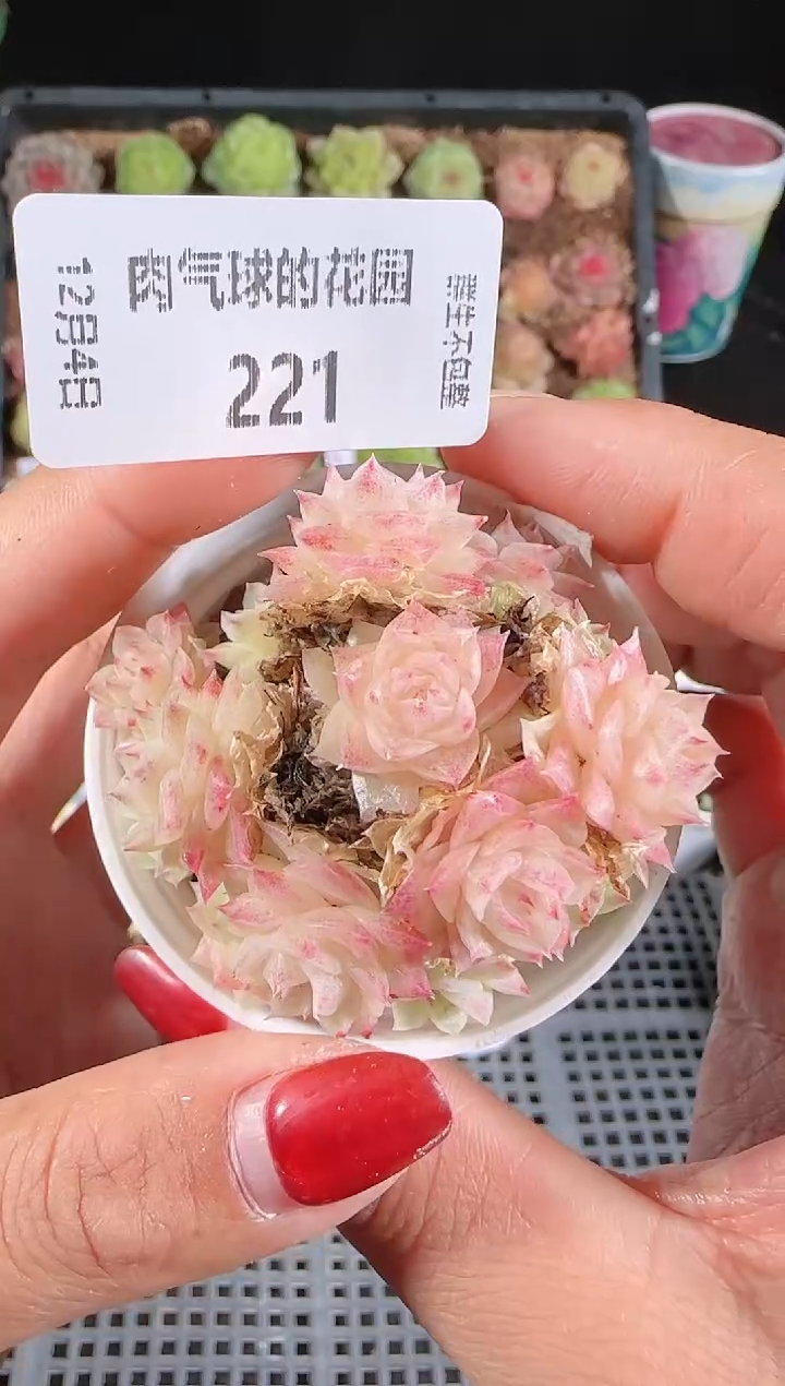 1204-221多肉群生不包整