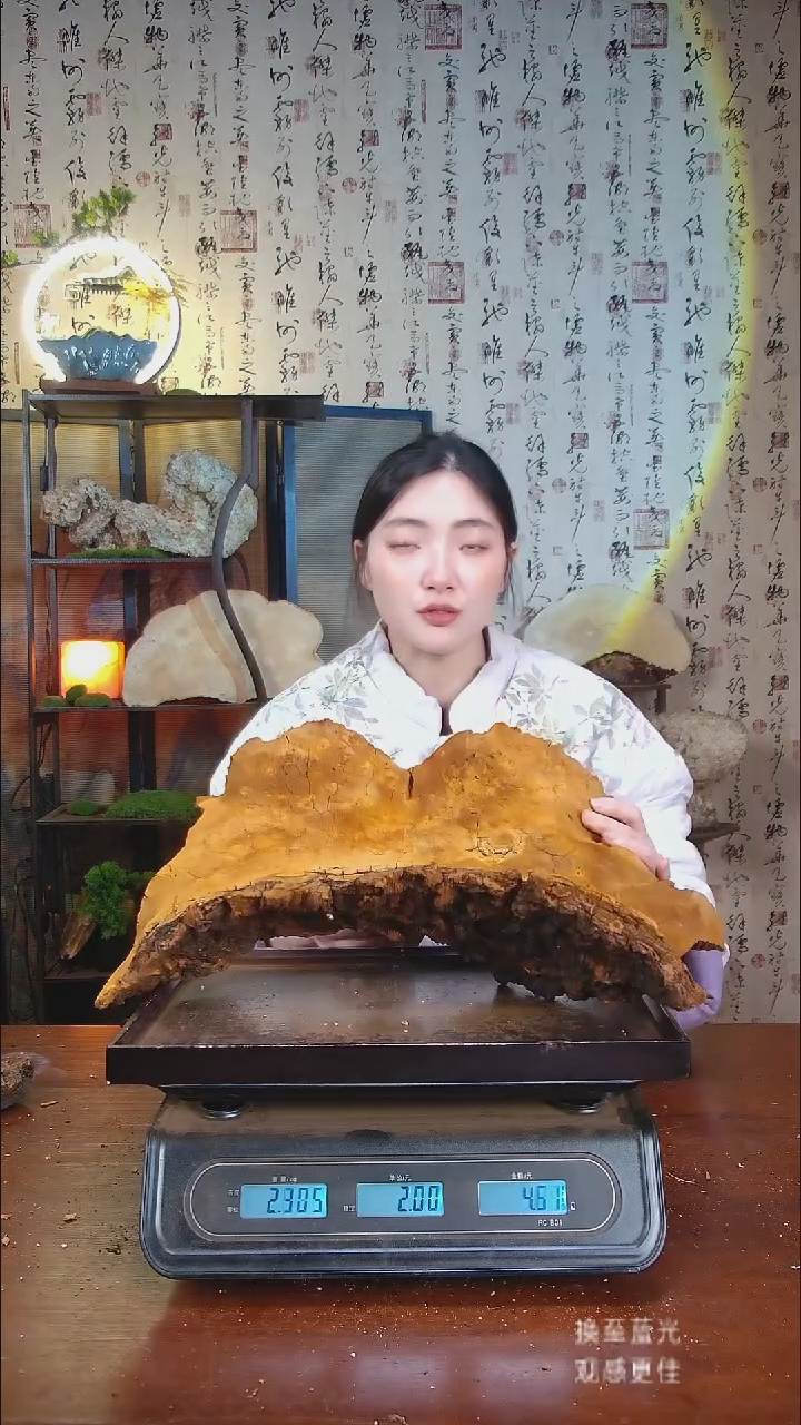 松针层孔菌中国大陆【藏区野生】松树桑黄（5.6斤）60-70年份