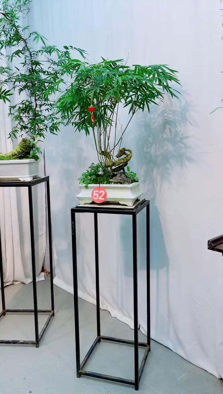 【闪购商品】竹子盆景竹子盆景